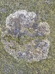 Attēlu rezultāti vaicājumam “Athelia arachnoidea”