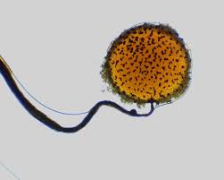 Attēlu rezultāti vaicājumam “Cribraria pertenuis stalked”