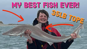 Image result for Chichester Sharks