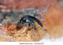 Attēlu rezultāti vaicājumam “Mordellidae”