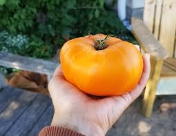 Afbeeldingsresultaat voor amana orange beefsteak tomato