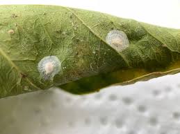 Attēlu rezultāti vaicājumam “Coniopterygidae”