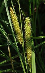 Attēlu rezultāti vaicājumam “Carex rostrata”