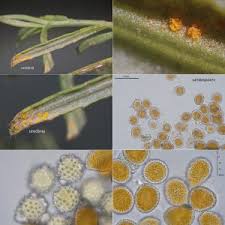 Attēlu rezultāti vaicājumam “Coleosporium sp.”