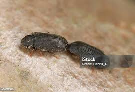 Attēlu rezultāti vaicājumam “Anobium pertinax”