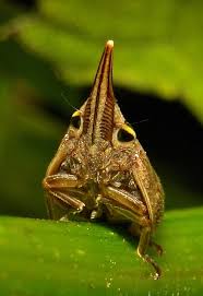 Attēlu rezultāti vaicājumam “Aphrophoridae nymph”