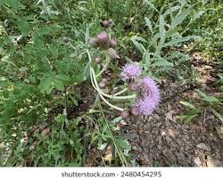 Attēlu rezultāti vaicājumam “Cirsium heterophyllum flower”
