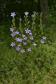 Image result for Campanula rapunculus