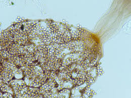 Attēlu rezultāti vaicājumam “Cribraria splendens”