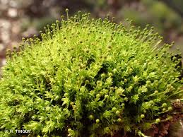 Attēlu rezultāti vaicājumam “Aulacomnium androgynum”