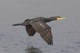 Attēlu rezultāti vaicājumam “Phalacrocorax carbo adult”