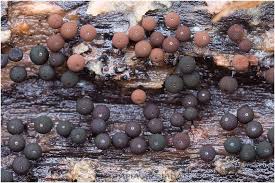 Attēlu rezultāti vaicājumam “Enerthenema papillatum”