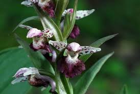 Attēlu rezultāti vaicājumam “Herminium monorchis fruit”