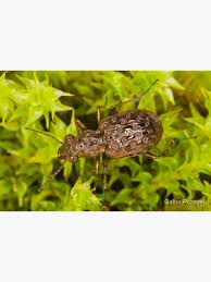 Attēlu rezultāti vaicājumam “Elaphrus cupreus”