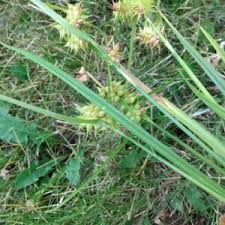 Attēlu rezultāti vaicājumam “Carex atherodes”