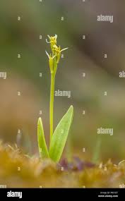 Attēlu rezultāti vaicājumam “Liparis loeselii bud”