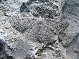 Attēlu rezultāti vaicājumam “Charissa ambiguata”