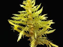 Attēlu rezultāti vaicājumam “Calliergon cordifolium”