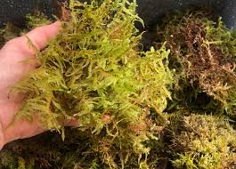 Attēlu rezultāti vaicājumam “Sphagnum molle”