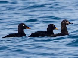 Attēlu rezultāti vaicājumam “Melanitta fusca”