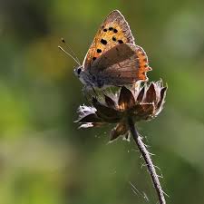 Attēlu rezultāti vaicājumam “Lycaena phlaeas underside”