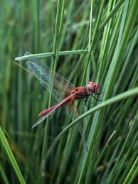 Attēlu rezultāti vaicājumam “Sympetrum sanguineum male”