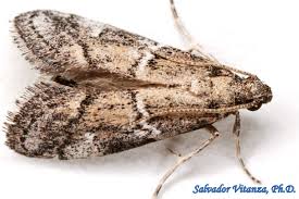 Attēlu rezultāti vaicājumam “Pyralididae”