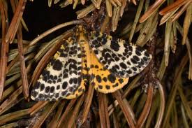 Attēlu rezultāti vaicājumam “Arichanna melanaria”