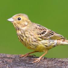 Attēlu rezultāti vaicājumam “Emberiza citrinella juvenile”