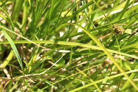 Attēlu rezultāti vaicājumam “Carex appropinquata fruit”
