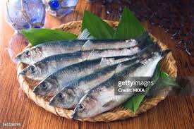 Image result for Clupea pallasii