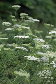 Attēlu rezultāti vaicājumam “Cenolophium denudatum leaf”