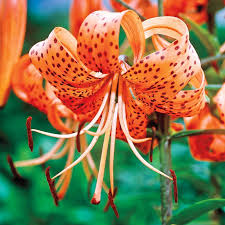 Attēlu rezultāti vaicājumam “Lilium lancifolium flower”