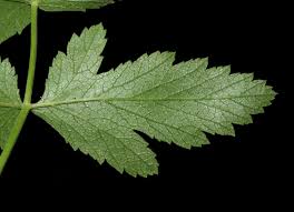 Attēlu rezultāti vaicājumam “Pastinaca sativa subsp. sylvestris leaf”