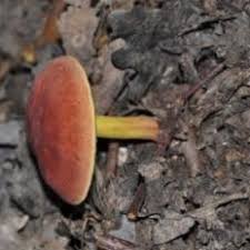 Attēlu rezultāti vaicājumam “Diderma montanum macro”