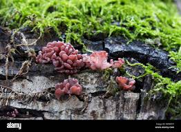 Attēlu rezultāti vaicājumam “Tremella encephala”