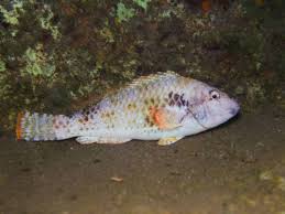 Image result for Sparisoma cretense