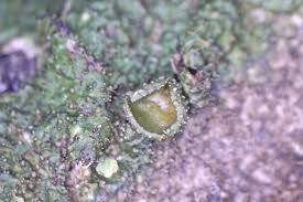 Attēlu rezultāti vaicājumam “Melanohalea exasperata”