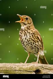 Attēlu rezultāti vaicājumam “Turdus philomelos”