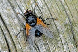 Attēlu rezultāti vaicājumam “Mesembrina meridiana”