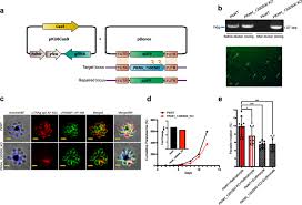 Attēlu rezultāti vaicājumam “Symphytocarpus trechisporus plasmodium”