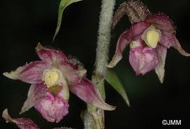 Attēlu rezultāti vaicājumam “Epipactis atrorubens fruit”