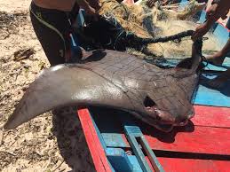 Image result for Rhinoptera brasiliensis