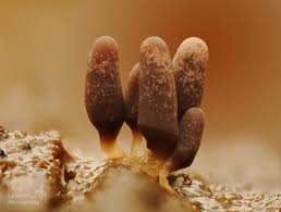 Attēlu rezultāti vaicājumam “Arcyria incarnata macro”