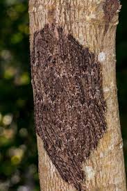 Attēlu rezultāti vaicājumam “Geocrypta galii larva”