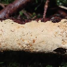 Attēlu rezultāti vaicājumam “Skeletocutis brevispora”