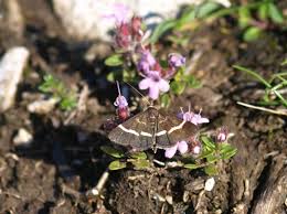 Attēlu rezultāti vaicājumam “Pyrausta cingulata”