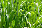Grass macro high resolution - via Daymix