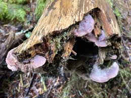Attēlu rezultāti vaicājumam “Leptoporus mollis”