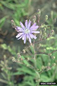 Attēlu rezultāti vaicājumam “Lactuca tatarica leaf”